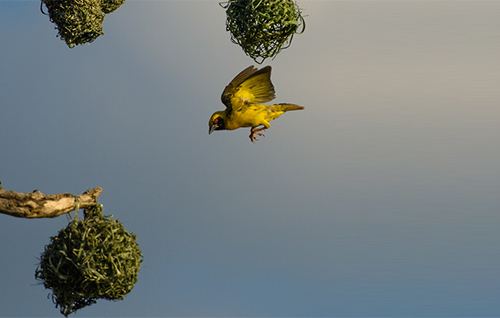 ورشة التصوير الفوتوغرافي للطيور