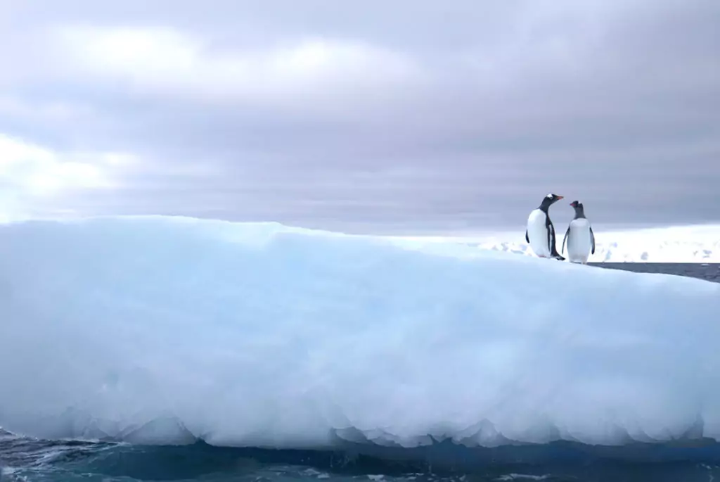 Wide Antarctica Penguins