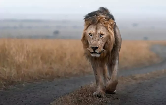 جولة تصوير الحياة البرية في كينيا