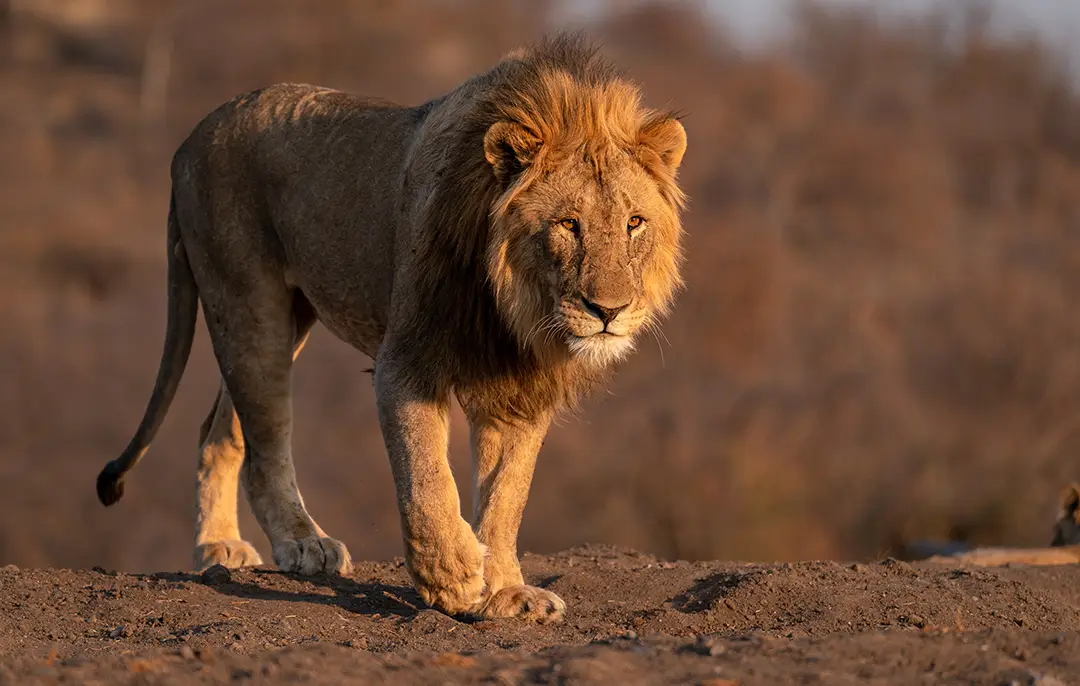 A Wildlife Photographer’s Journey Through Africa with the Sony GM 70-200mm f/2.8II